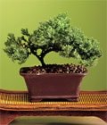 doum gnlerine bonsai bitkisi minyatr aa