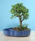 etkileyen iekler bonsai japon minyatr saks iei i mekan bitkileri ss bitkisi