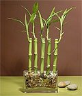 etkileyen iekler bambu ans bambusu saks iei i mekan bitkileri ss bitkisi