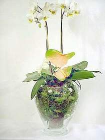 sevdiklerinize esiz tanzimler 1 dal saks orkide iei i mekan ss bitkisi