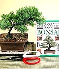 ieki dkkanmzdan sizlere zel Bonsai kk japon aac i mekan ss bitkisi