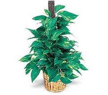 iek modeli golden pothos sarmak saks iei i mekan bitkileri ss bitkisi