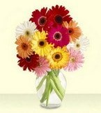 herkeze ucuz iek Cam iinde kark gerbera iekleri ieki dkkanmzdan