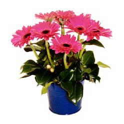 Kelebek ieki firmamzdan Gerbera aranjman iei ieki dkkanmzdan
