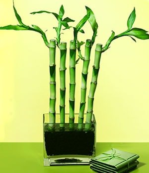 bursadaki iekiler Lucky Bamboo ans melei iei bambu iei