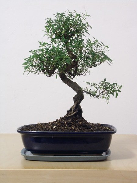 Japon aac Bonsai saks iei i mekan bitkileri ss bitkisi bursa iekilikten 