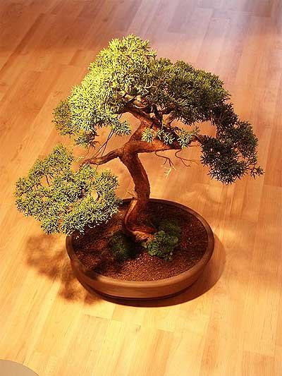 Bursa iek Bonsai kk japon aac i mekan ss bitkisi