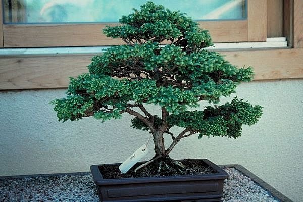 Kelebek iek yolla Bonsai kk japon aac i mekan ss bitkisi