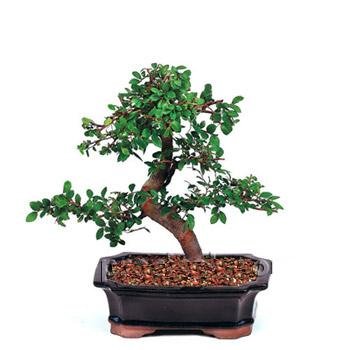 Minyatr aa Bonsai saks iei i mekan bitkileri ss bitkisi anlatmak isteyen iekler 