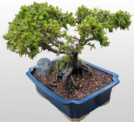 kokulu iekler Bonsai kk japon aac i mekan ss bitkisi