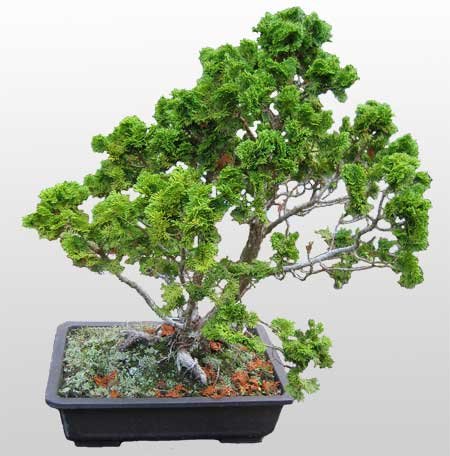 hediye iek modeli Bonsai kk japon aac i mekan ss bitkisi