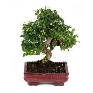 Bonsai kk japon aac i mekan ss bitkisi iek yolla firmamzdan 