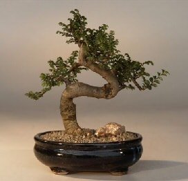 Bonsai kk japon aac i mekan ss bitkisi iek gnderimi firmamzdan 