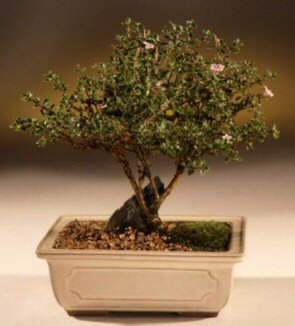 Bonsai kk japon aac i mekan ss bitkisi iek sat firmamzdan 