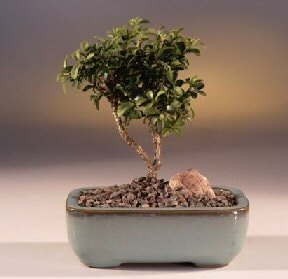 Bonsai kk japon aac i mekan ss bitkisi bursaya iek 