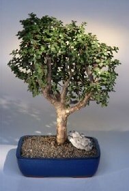 Bonsai kk japon aac i mekan ss bitkisi iekilerin iekisi sitemizden 