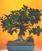 Bonsai kk japon aac i mekan ss bitkisi bursa kelebekten 