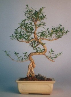 Bonsai kk japon aac i mekan ss bitkisi hareket ettiren grsel  