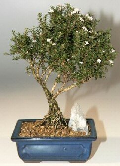 Bonsai kk japon aac i mekan ss bitkisi sessizliin iekleri 