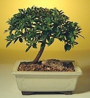 Bonsai kk japon aac i mekan ss bitkisi seven ve sevilenlere 