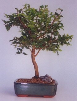 Bonsai kk japon aac i mekan ss bitkisi doum gnlerine 