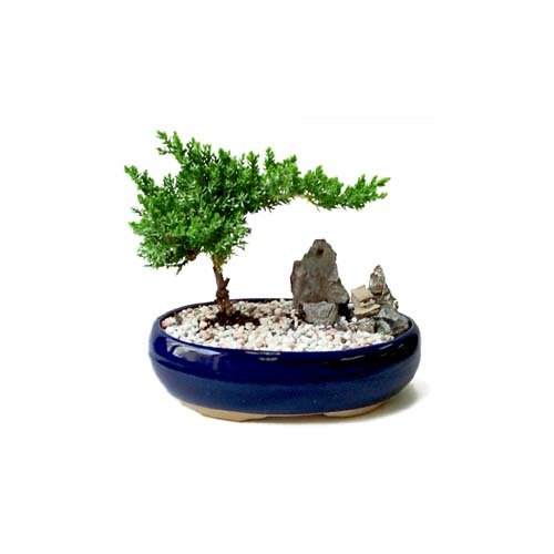 Bonsai kk japon aac i mekan ss bitkisi iekilerin iei 