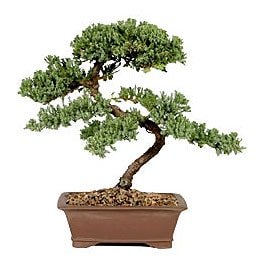 Bonsai kk japon aac i mekan ss bitkisi annelere zel 