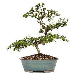 Bonsai kk japon aac i mekan ss bitkisi artan ve mutlu eden iek modeli 