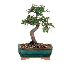 Bonsai kk japon aac i mekan ss bitkisi etkileme iei 