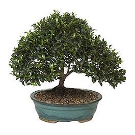 Bonsai kk japon aac i mekan ss bitkisi an ve zamanlara zel iekler 