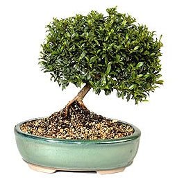 Bonsai kk japon aac i mekan ss bitkisi ieki dkkanmzdan 