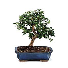 Bonsai kk japon aac i mekan ss bitkisi Bursa ieki 