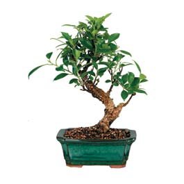 Bonsai kk japon aac i mekan ss bitkisi Kelebek ieki firmamzdan 