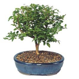 Bonsai kk japon aac i mekan ss bitkisi Kelebek iek gnder 