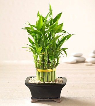 iek modeli Lucky Bamboo ans melei iei bambu iei