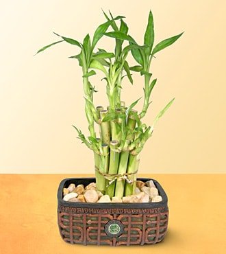 esiz iek tanzimi Lucky Bamboo ans melei iei bambu iei