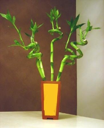 sevgililer gn sevdiklerimize iekler Lucky Bamboo ans melei iei bambu iei