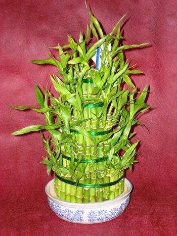 ieki ustamzn zel iei Lucky Bamboo ans melei iei bambu iei