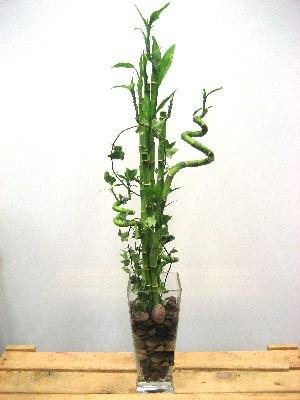 bursa iekilikten Lucky Bamboo ans melei iei bambu iei