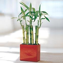 anlatmak isteyen iekler Lucky Bamboo ans melei iei bambu iei