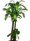 Bursa iek Dracaena massengena yuka saks iei i mekan bitkileri ss bitkisi
