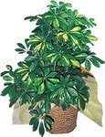 Schefflera gold saks iei i mekan bitkiler bursadaki iekiler 