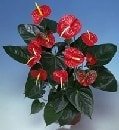 ieki ustamzn zel iei Anthurium saks iei i mekan bitkileri ss bitkisi
